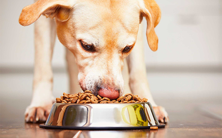 собака породы 'Колли'